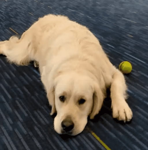 The Most Realistic and Lovable Robot Dog is Here